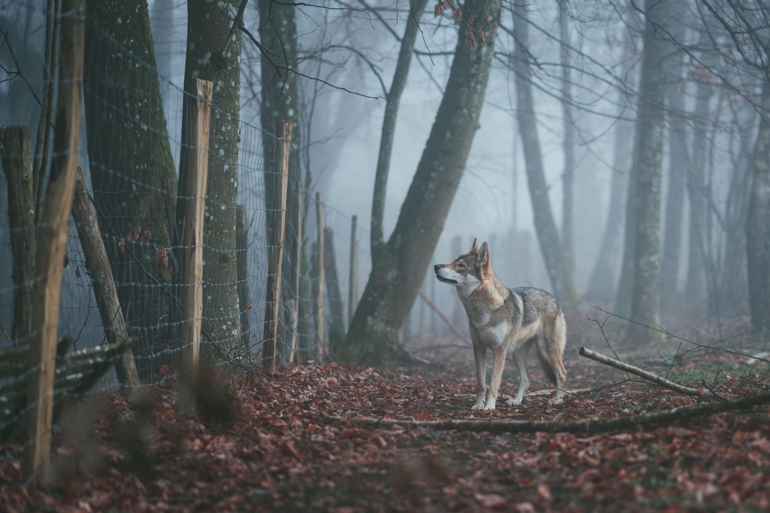 Wilki w Słowikowej i w Siedlcach